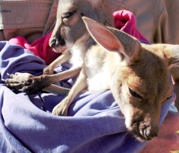 Kangaroos