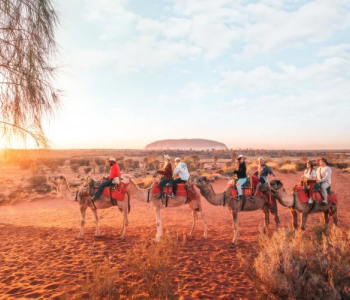 Camels