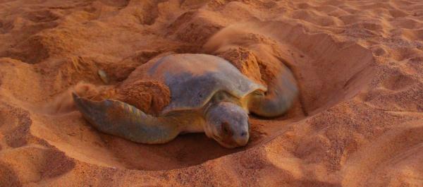 Tortoise
